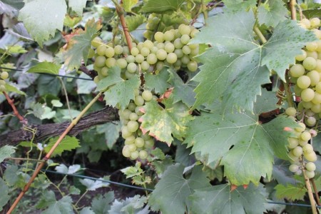 Agro: winogrona i kolor zielony. To dobre! Przymiarki ogrodnicze.